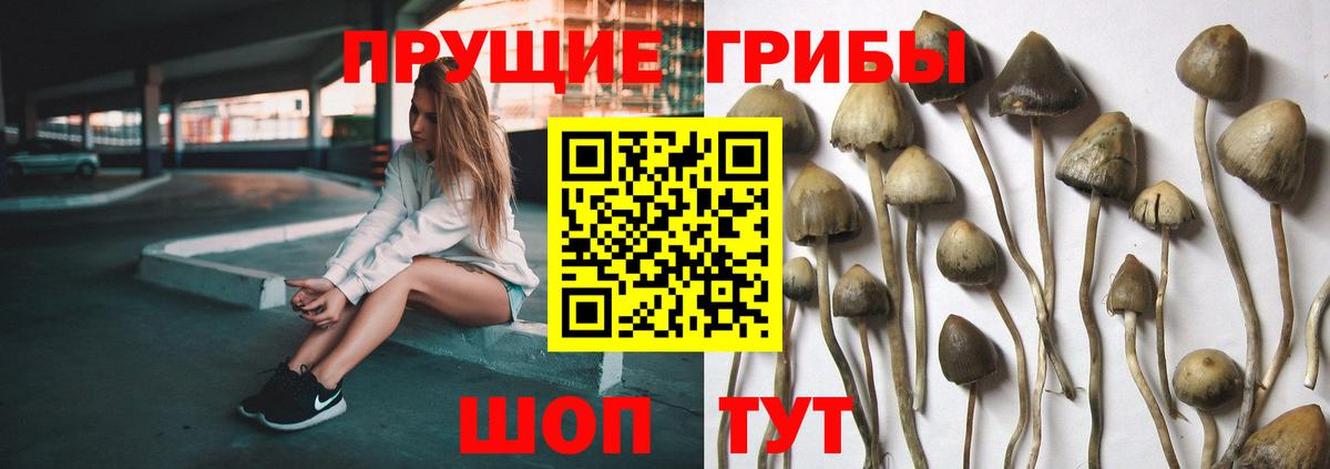 Псилоцибиновые грибы GOLDEN TEACHER  Вход с VPN  Северодвинск 
